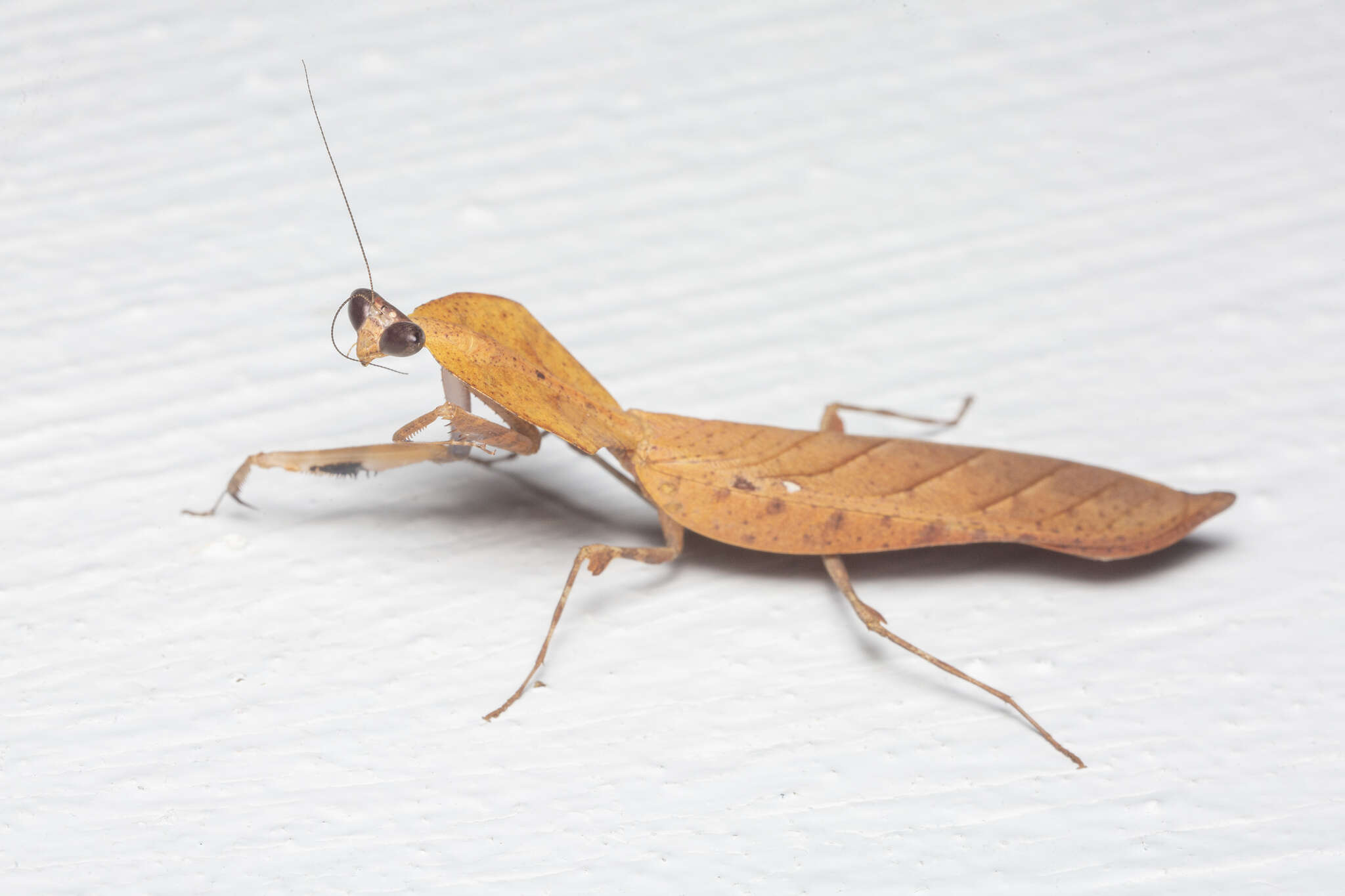 Imagem de Deroplatys truncata Guerin-Meneville 1843