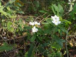 Image de Lithospermum calcicola Robinson