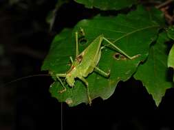 Image of Tettigonia yama Furukawa 1938