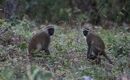 Image of Reddish-green Vervet Monkey