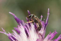 صورة Halictus gemmeus Dours 1872