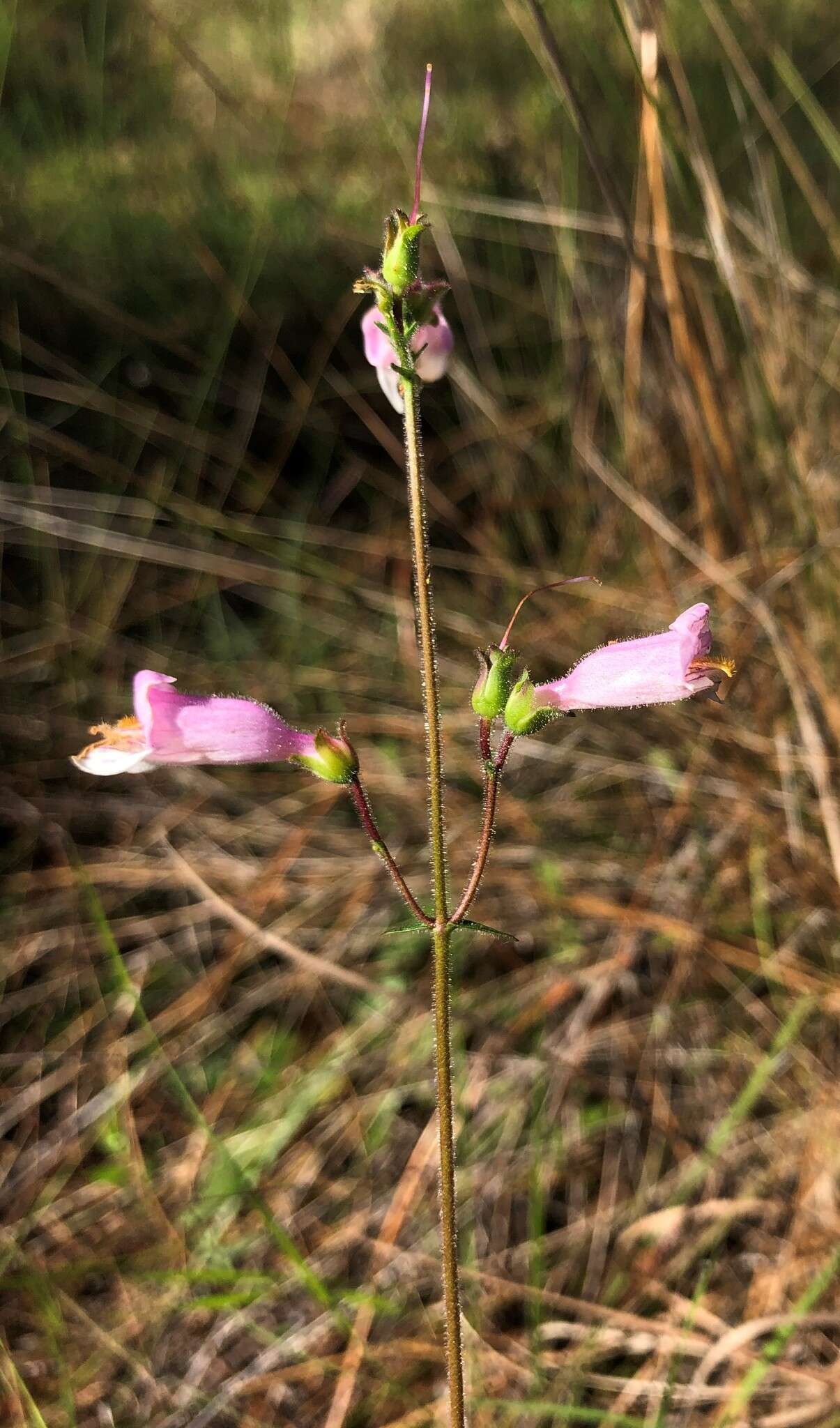 Image of slender beard-tongue