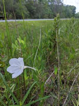 Imagem de Ruellia noctiflora (Nees) Gray