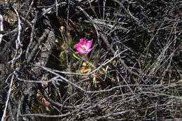 Image of <i>Drosera variegata</i> Debbert