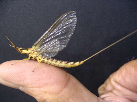 Image of Hexagenia Mayfly