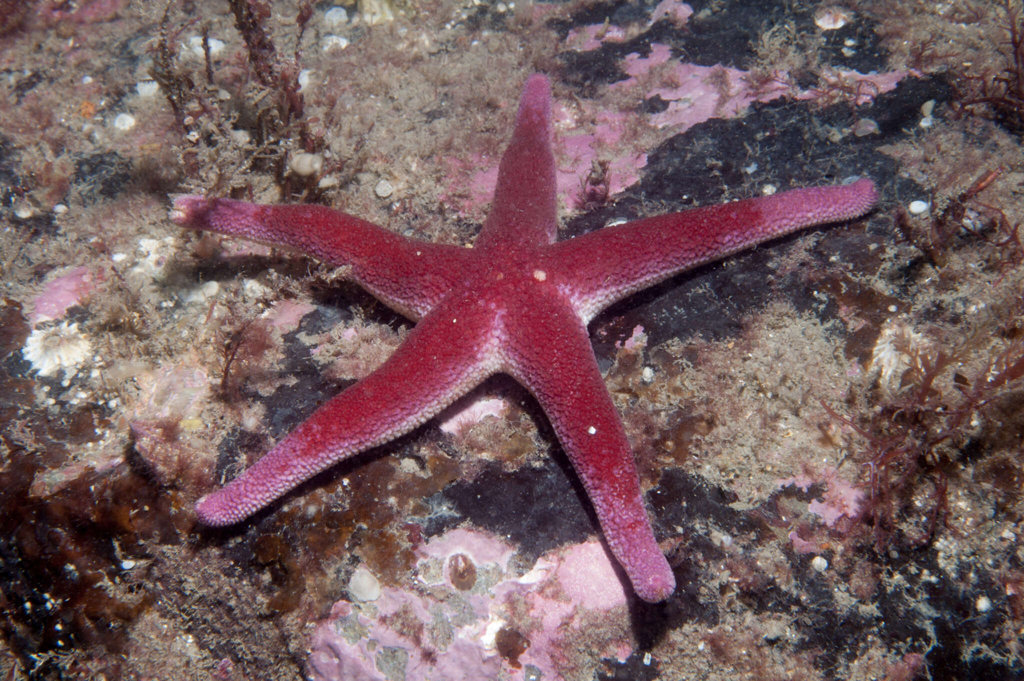 Image of Bloody Henry starfish