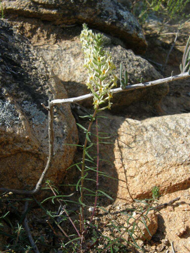 Sivun Hebenstretia parviflora E. Mey. kuva