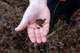 Image of Green Pitcherplant