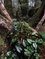 Image of Asarum taipingshanianum S. F. Huang, T. H. Hsieh & T. C. Huang