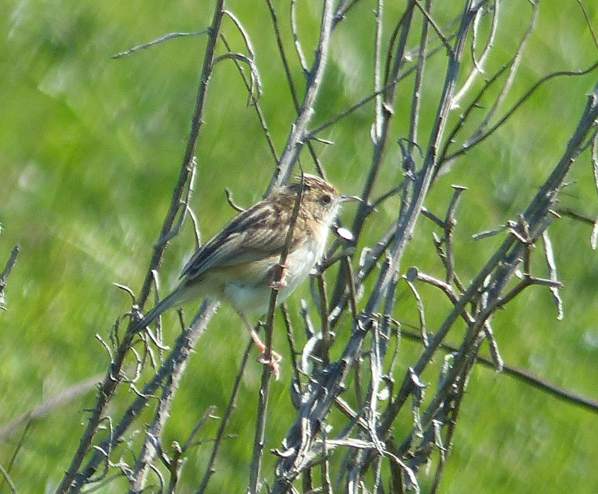 Image of Cisticola juncidis terrestris (Smith & A 1842)