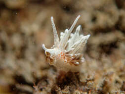 Image of Amphorina linensis (Garcia-Gomez, Cervera & Garcia 1990)