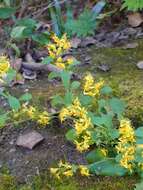 Image of Solidago virgaurea subsp. asiatica (Nakai ex Hara) Kitam. ex Hara