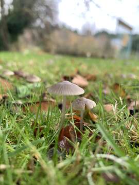 Image of Whitish Bonnet