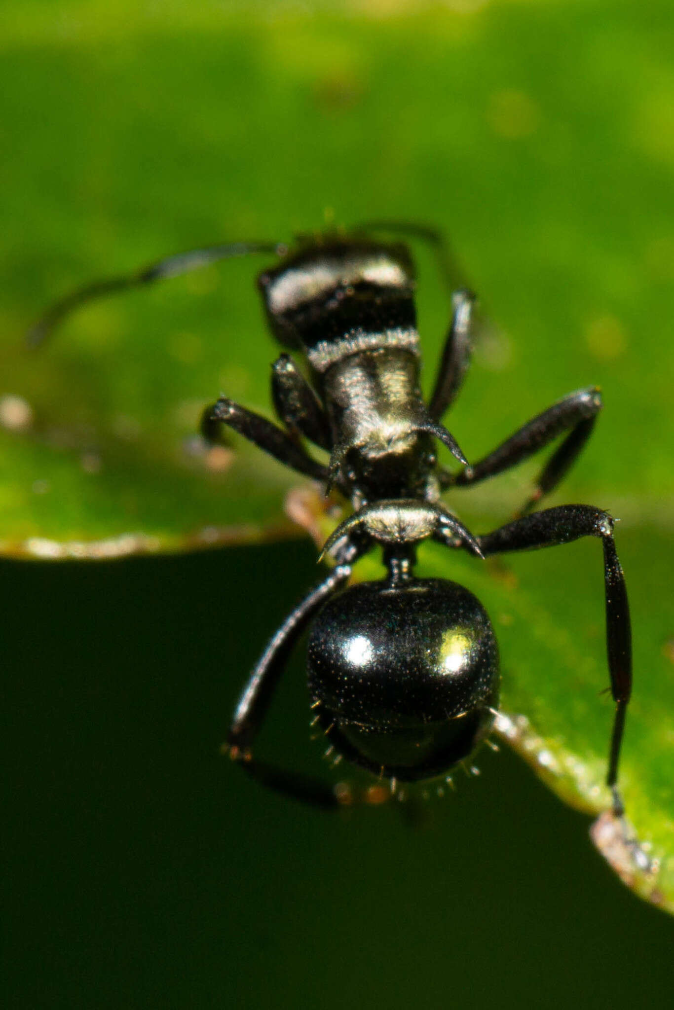 Image de Polyrhachis cleopatra Forel 1902