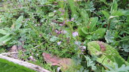 Image of South American Skullcap