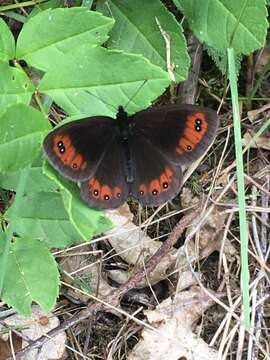 Image of Piedmont Ringlet