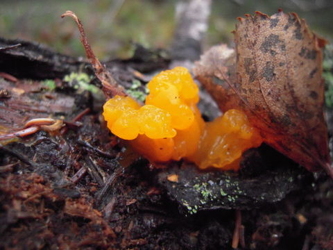 Image of Orange jelly spot