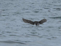 Imagem de Puffinus mauretanicus Lowe 1921