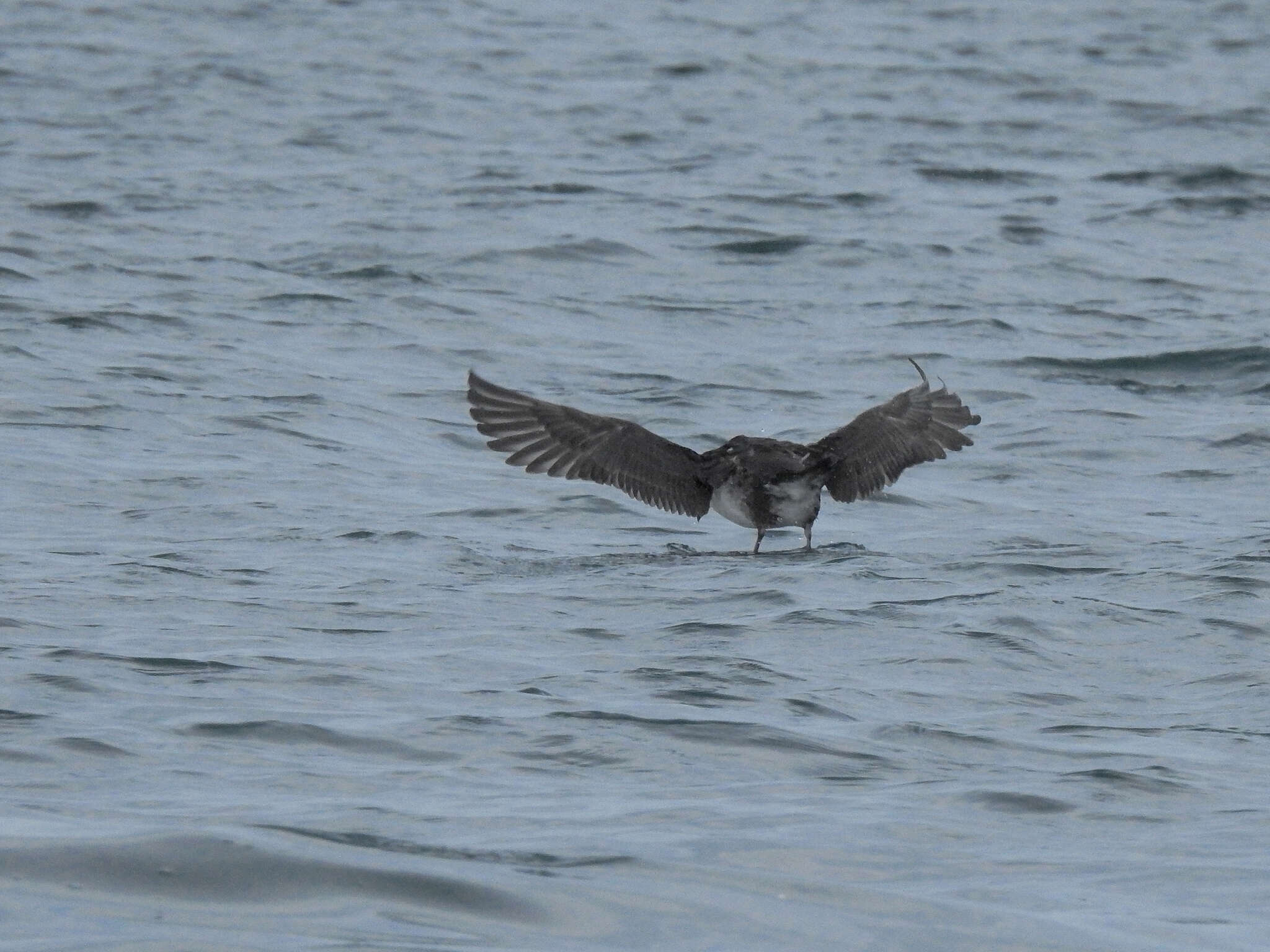 Image of Balearic Shearwater