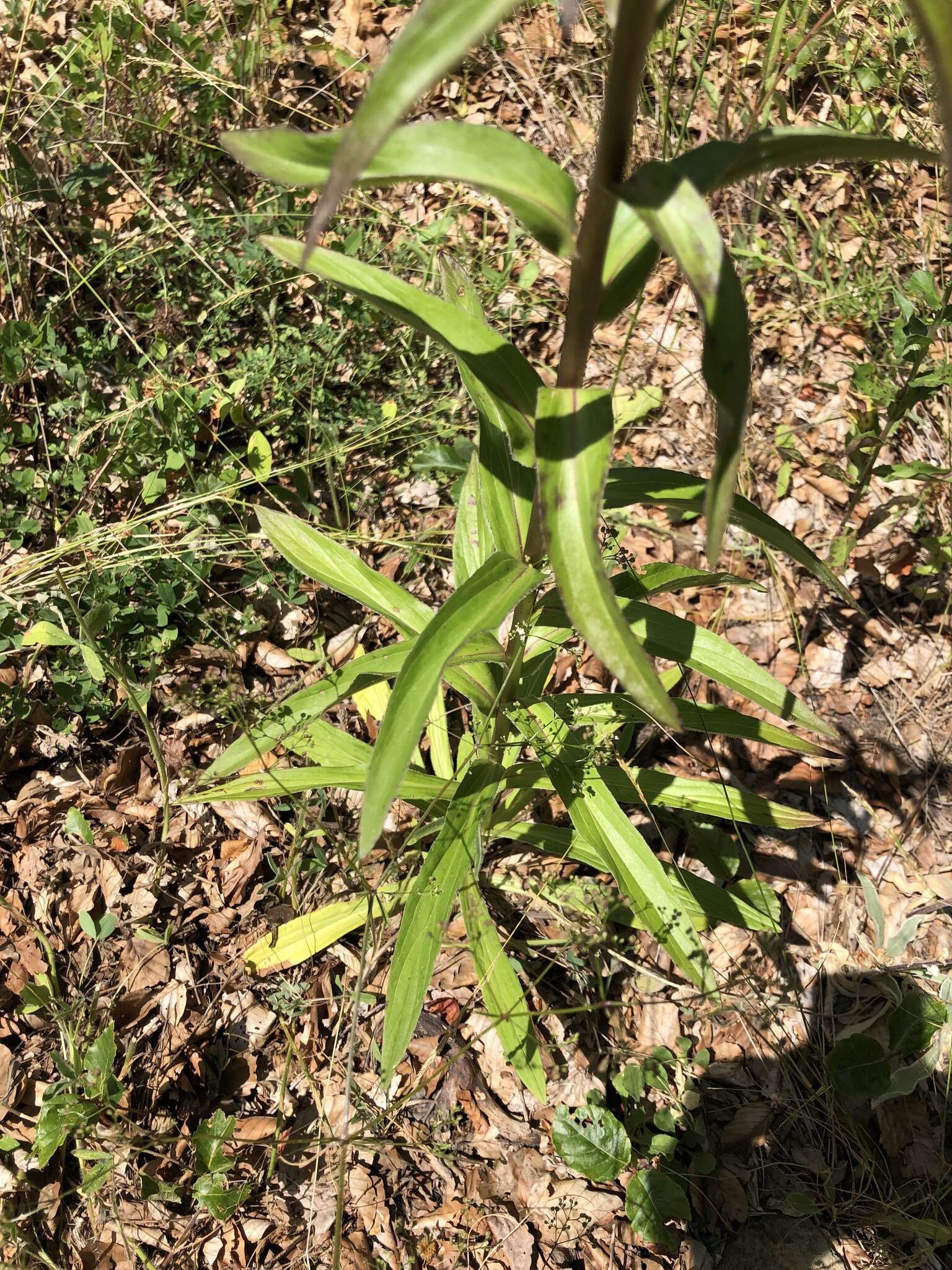 Imagem de Digitalis laevigata subsp. laevigata