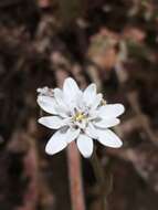 Image of Leucheria gayana (Remy) Reiche