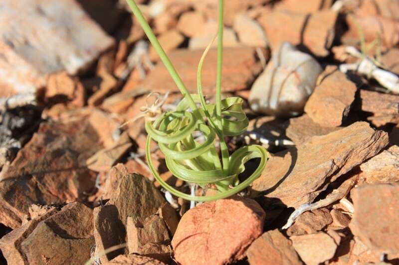 Plancia ëd Dipcadi brevifolium (Thunb.) Fourc.