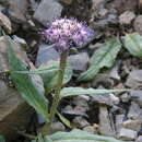 Image of Saussurea pseudoalpina N. D. Simpson