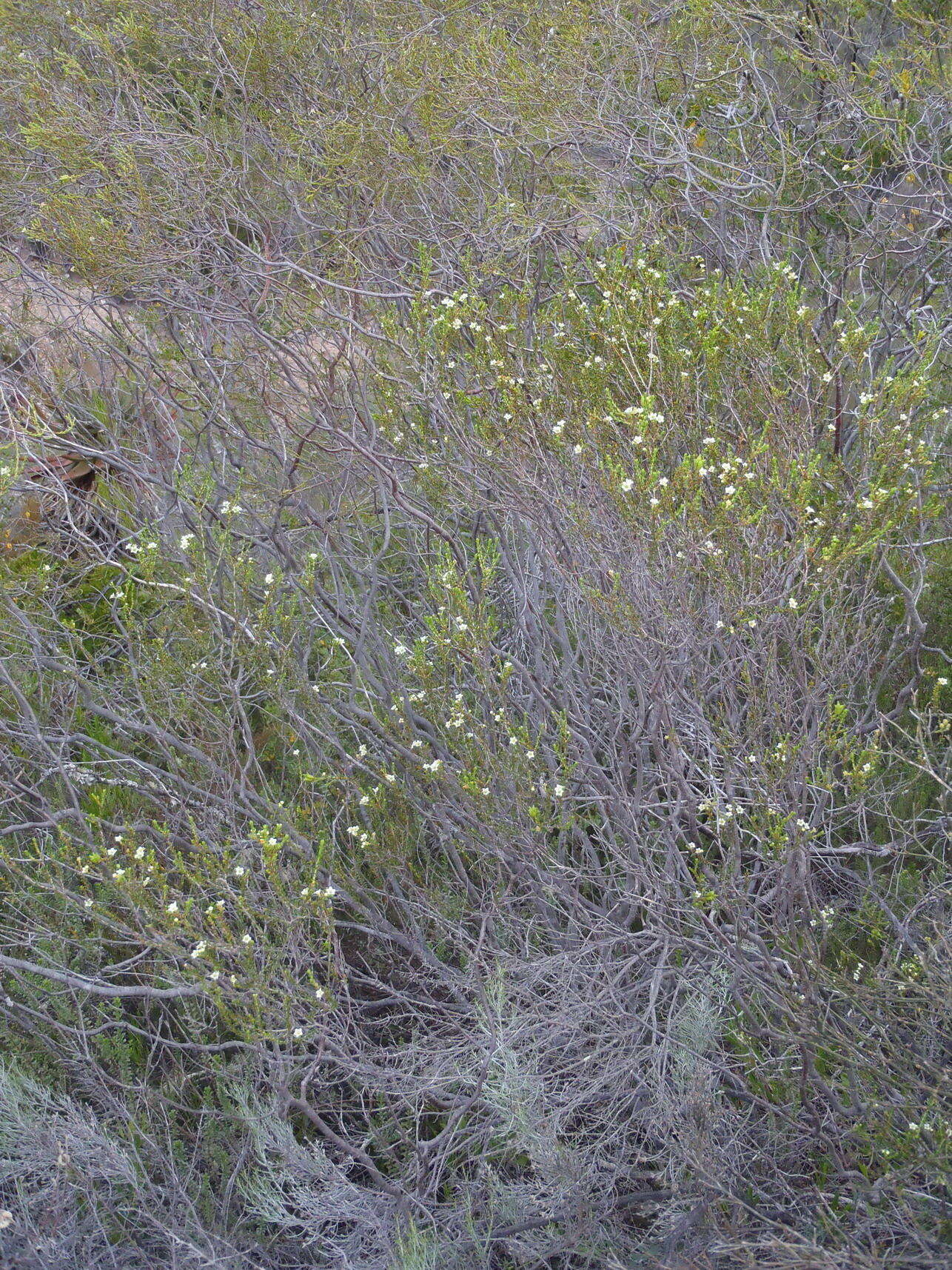 Image of Diosma prama I. Williams