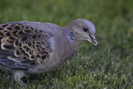 Sivun Streptopelia orientalis meena (Sykes 1832) kuva