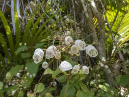 Image of New Zealand calceolaria