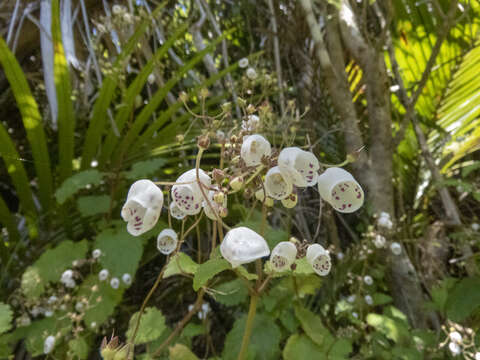 Слика од Jovellana sinclairii (Hook.) Kränzl.