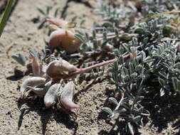 Imagem de <i>Astragalus <i>argophyllus</i></i> var. argophyllus