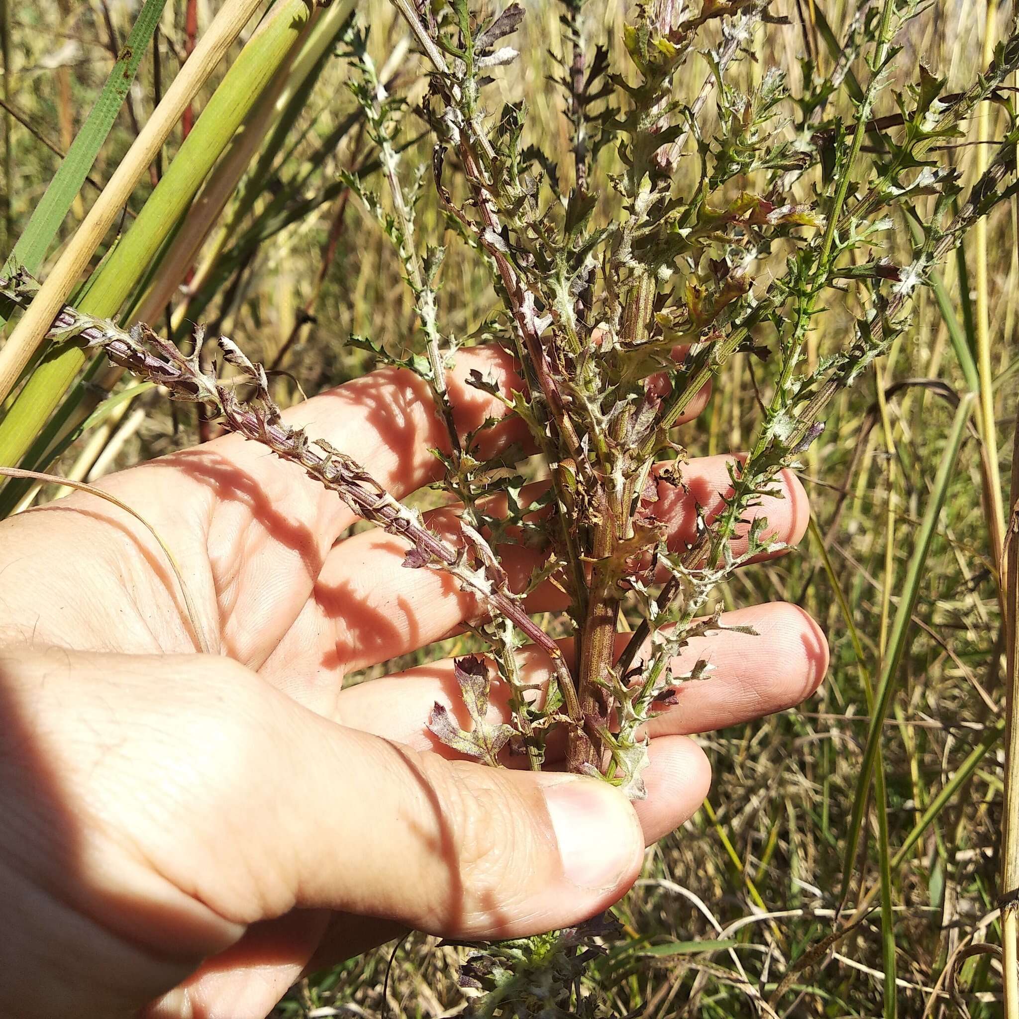 Image of poreleaf dogweed