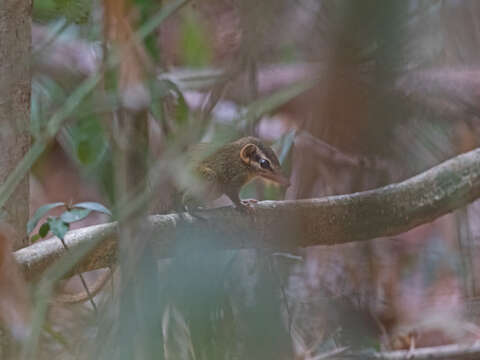 Image of Northern Smooth-Tailed Treeshrew