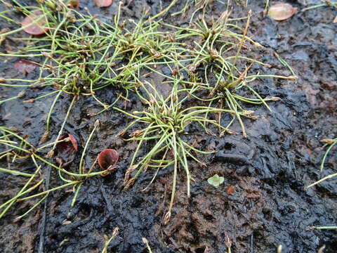 Image of Pale Spike Rush