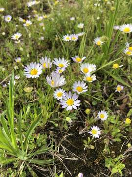 Astranthium ciliatum (Rafin.) G. L. Nesom resmi