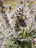 صورة Phacelia mollis Macbr.