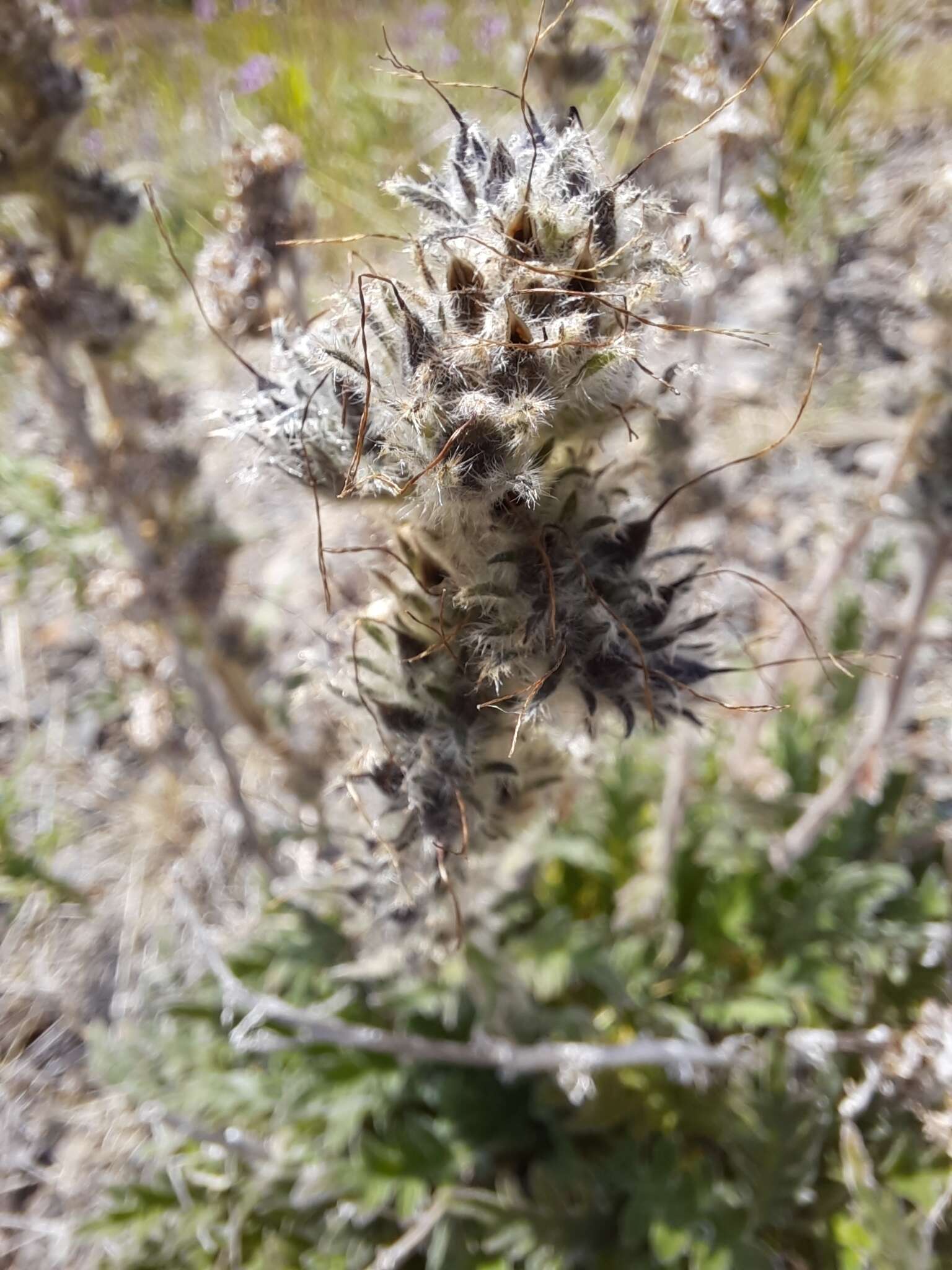 Image of soft phacelia