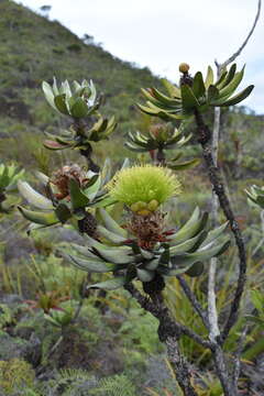 Imagem de Melaleuca dawsonii Craven