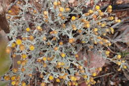 Слика од Helichrysum tinctum (Thunb.) Hilliard & Burtt