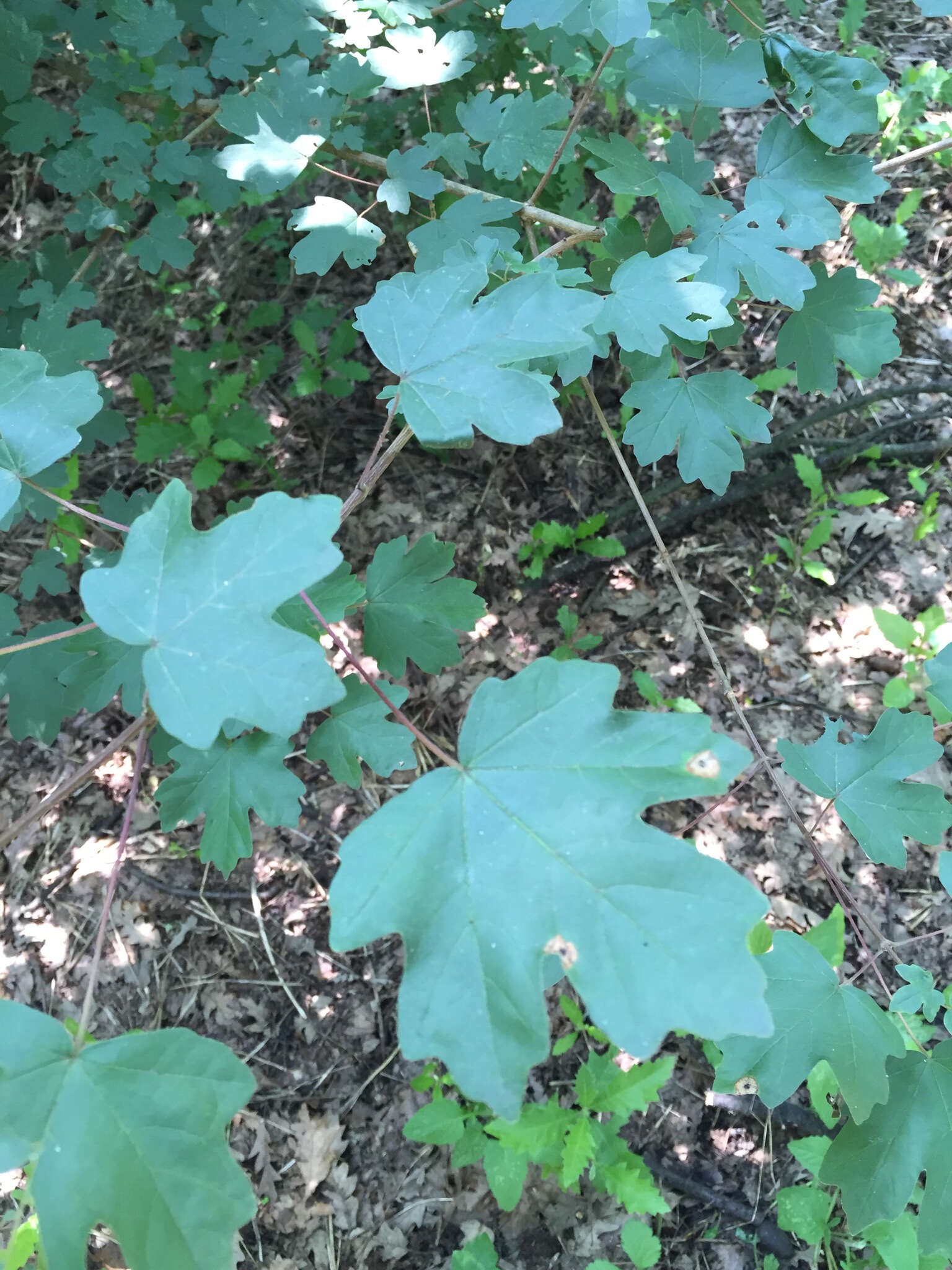 Image of Field Maple