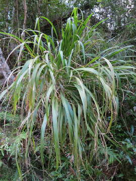 Image of Saccharum perrieri (A. Camus) Clayton