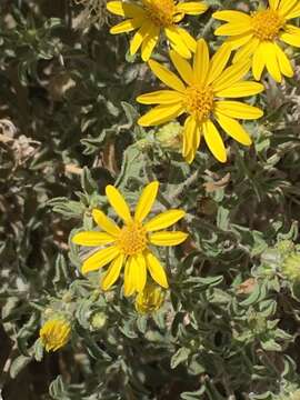 Image of Heterotheca paniculata G. L. Nesom