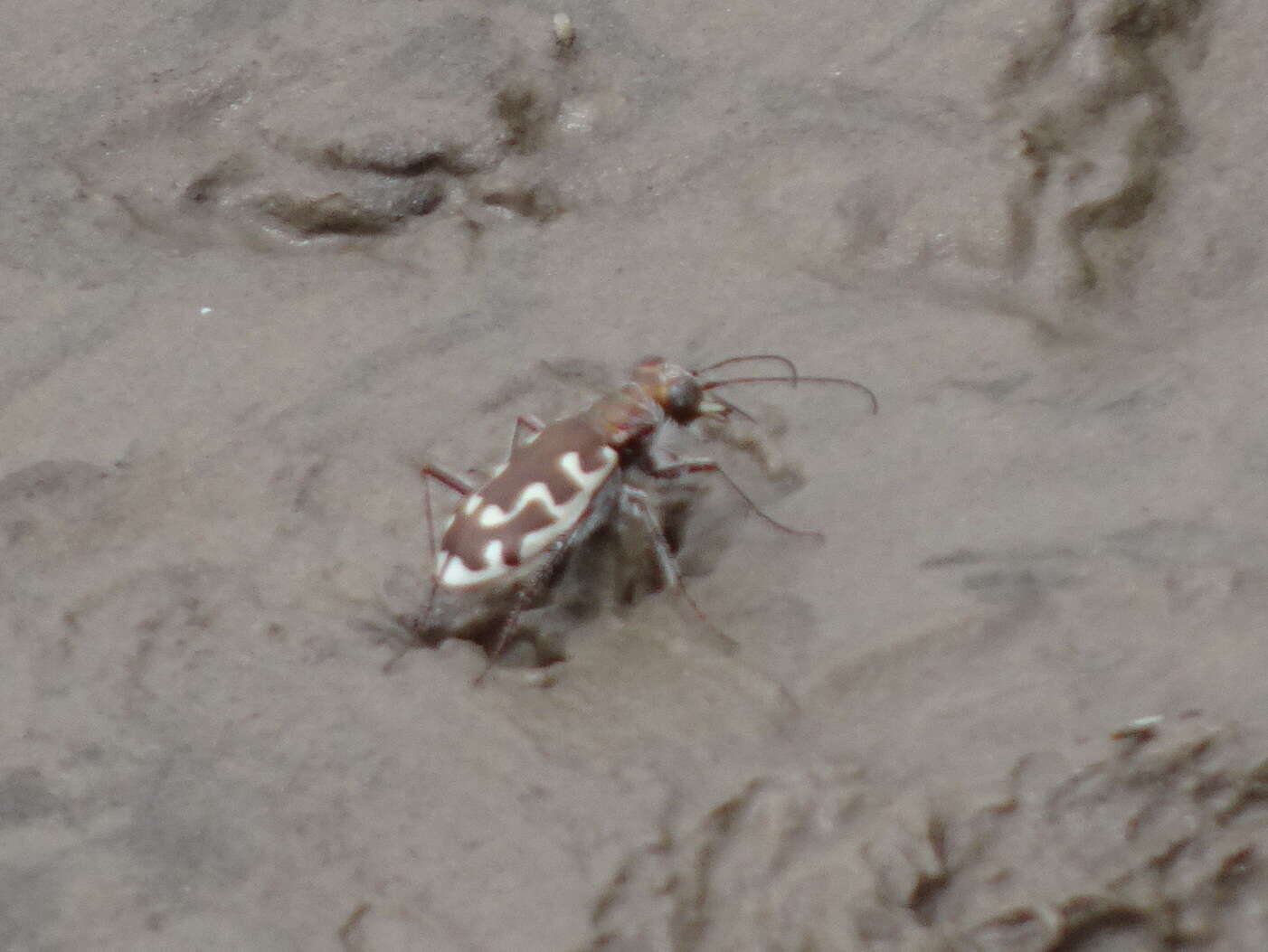 Image of Beach tiger beetle