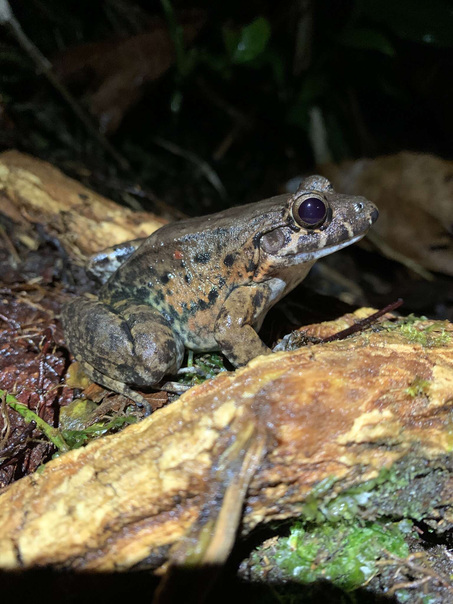 Imagem de Leptodactylus wagneri (Peters 1862)