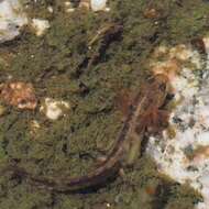 Image of Sardinian Brook Salamander