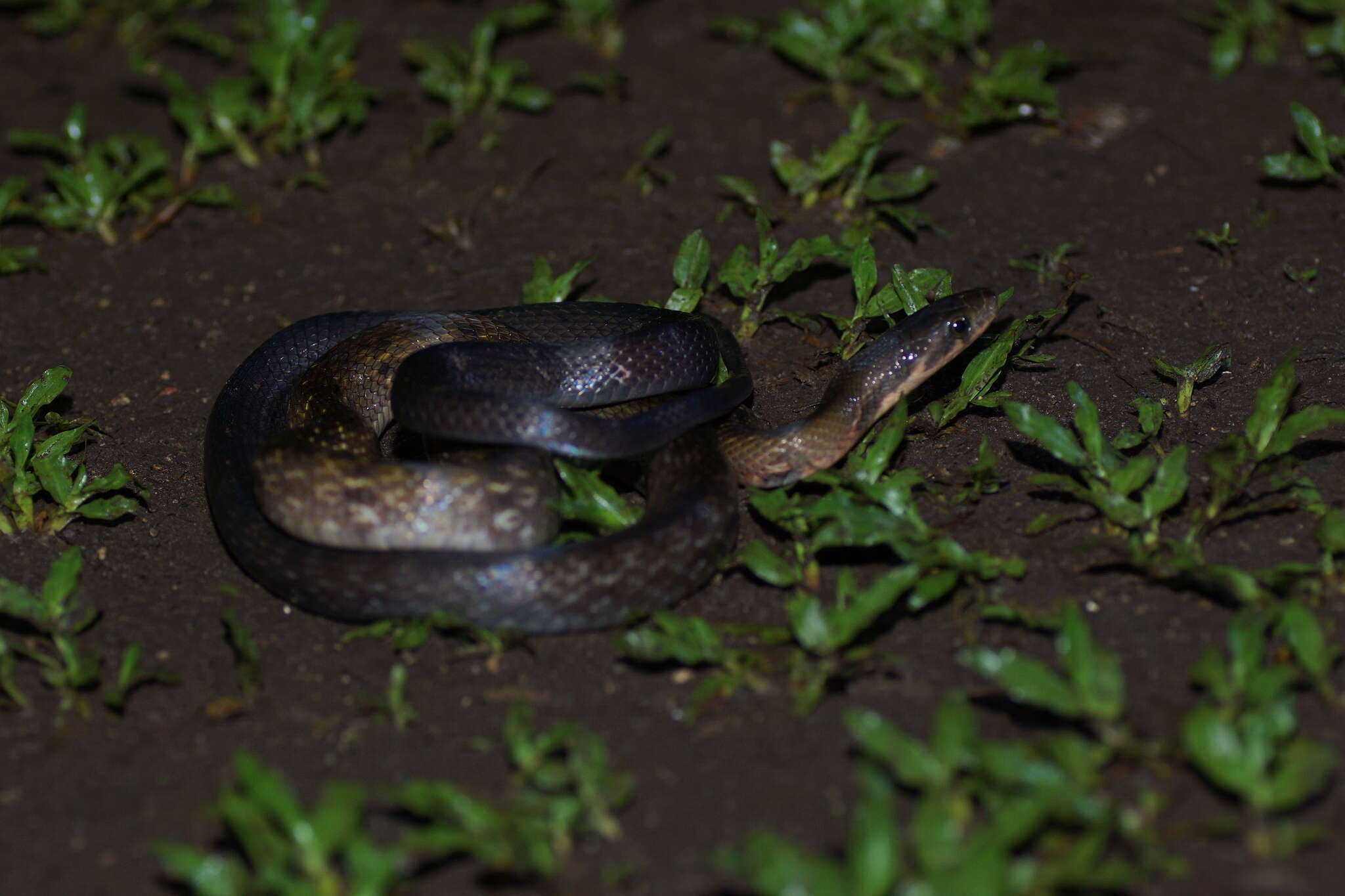 Image of Black Copper Rat Snake