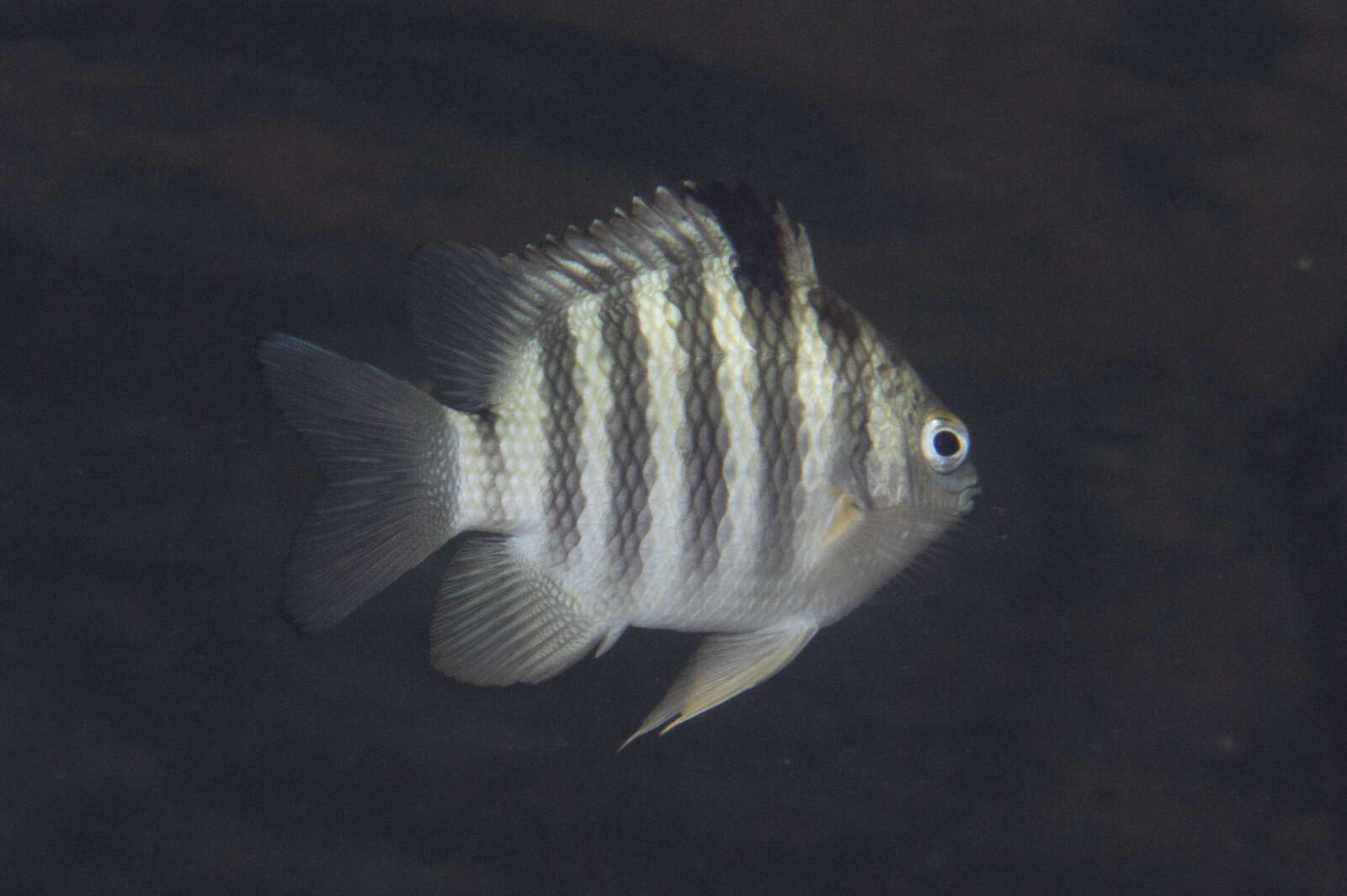 Imagem de Abudefduf septemfasciatus (Cuvier 1830)