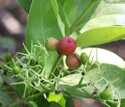 Imagem de Jasminum malabaricum Wight