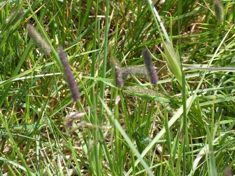 Image of Phleum alpinum subsp. rhaeticum Humphries